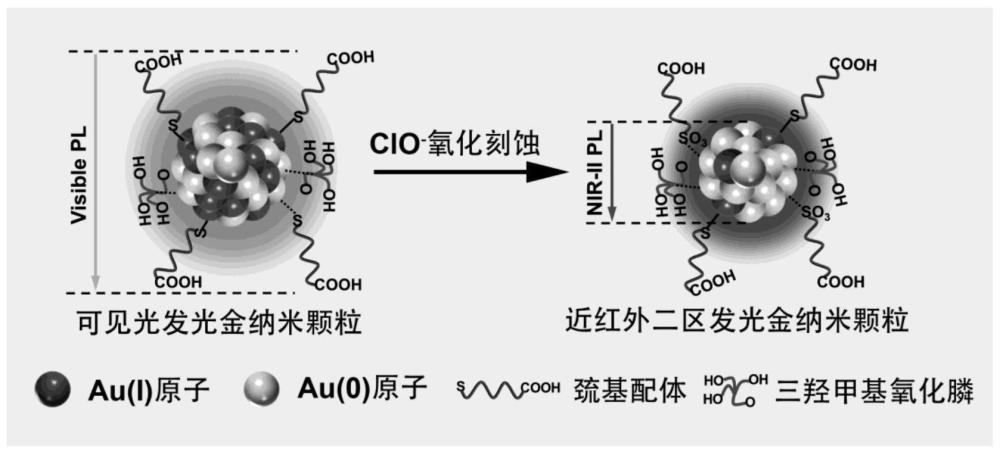 一种近红外二区发光的金纳米颗粒及其制备方法和应用