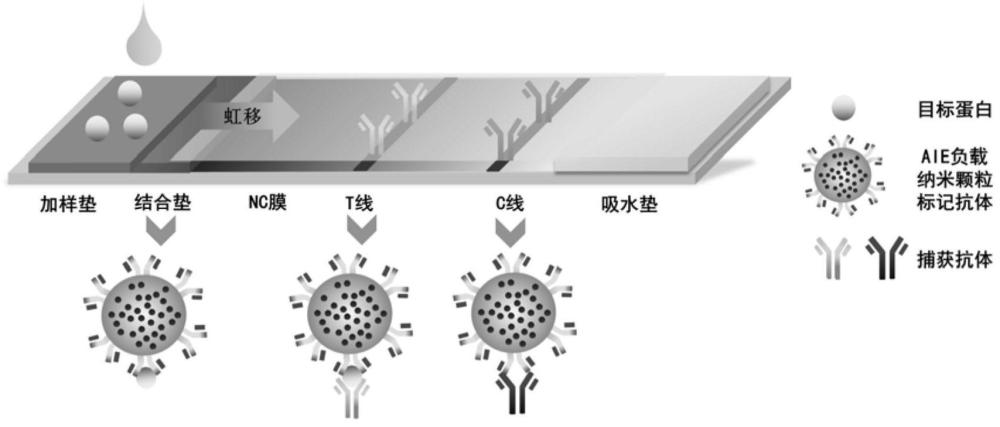 一种负载发光染料的纳米颗粒及化学发光检测试纸条的制备方法与流程