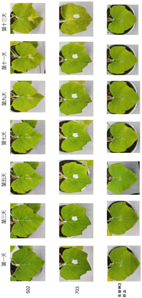 适用于植物的高亲和性瞬间光固化胶及其制备方法和应用