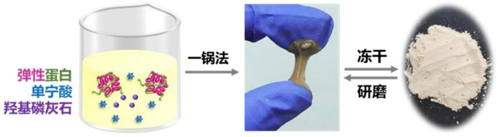 一种可重复使用及温度响应的高粘合强度水下粘合剂、制备方法及其应用