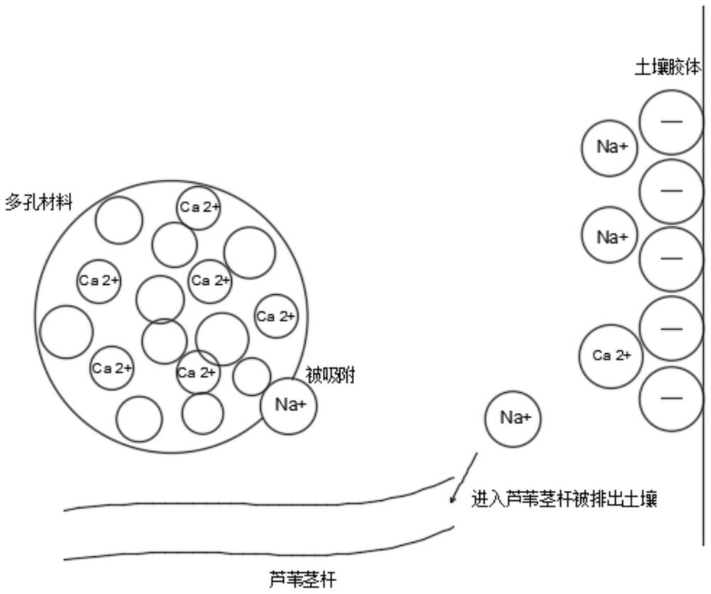 一种盐碱地改良剂及盐碱地改良方法与流程