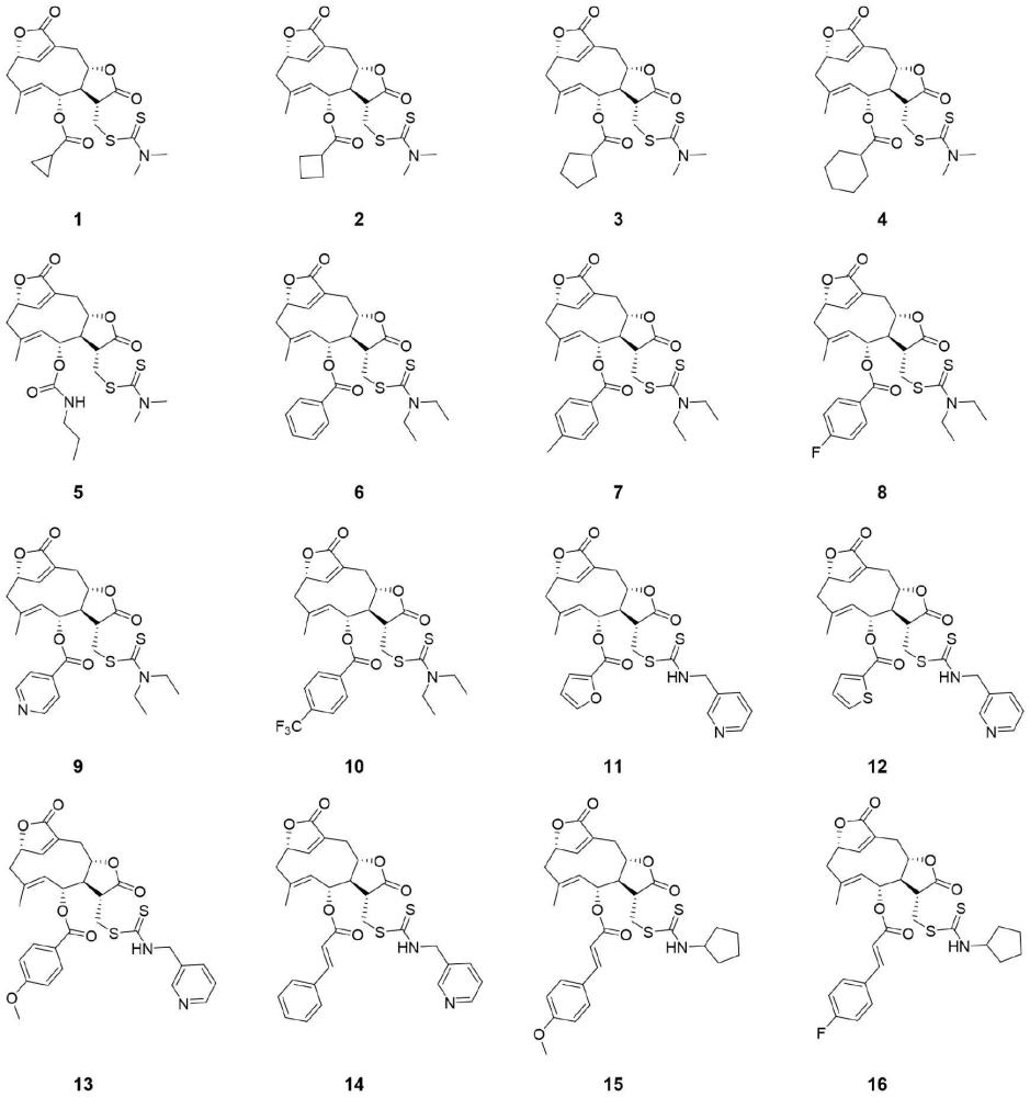 倍半萜内酯scaberolC二硫代氨基甲酸酯衍生物及其制备方法和应用