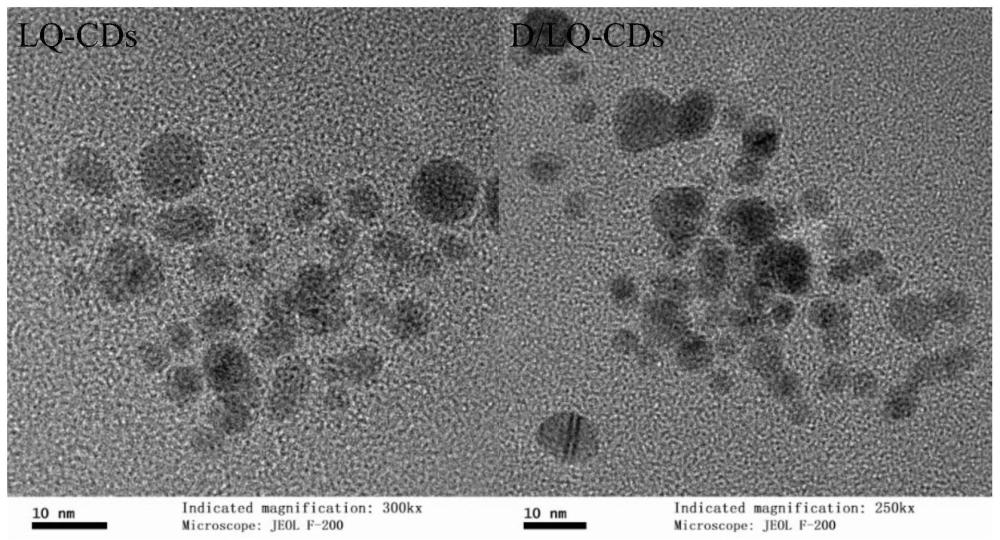 一种掺杂D-谷氨酸的连翘碳量子点、其制备方法及应用