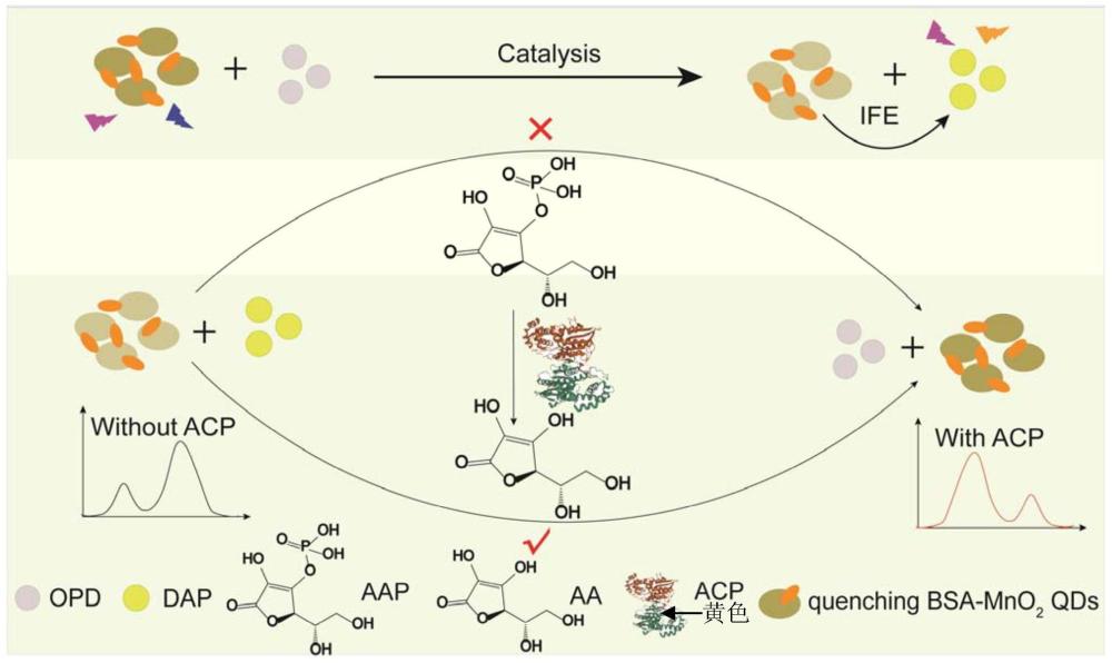 一种基于双功能BSA-MnO2QDs构建比率荧光传感器检测酸性磷酸酶的方法