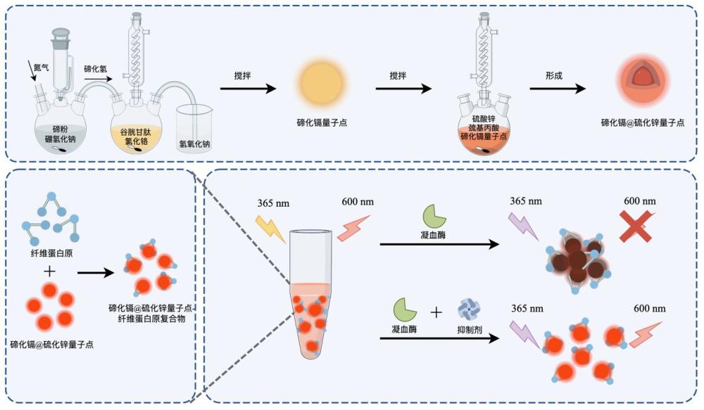 一种用于凝血酶分析和抑制剂筛选的荧光探针及其制备方法和应用