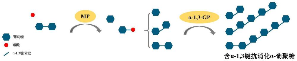 一种α-1,3-葡聚糖磷酸化酶及其在抗消化α-葡聚糖制备中的应用