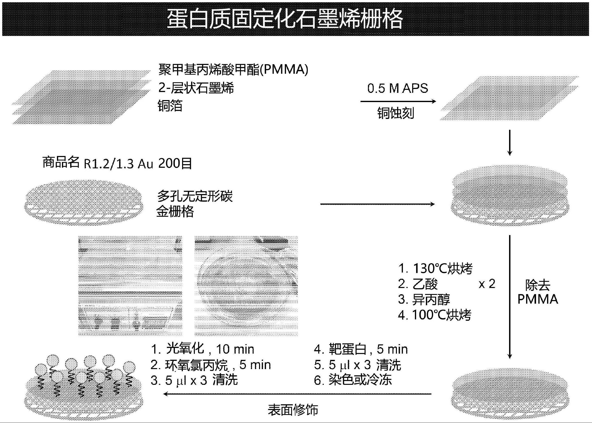 石墨烯栅格、石墨烯栅格的制造方法、结构分析对象物质的结构分析方法