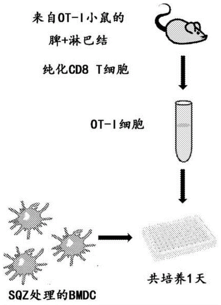 细胞内递送生物分子以增强抗原呈递细胞功能的制作方法