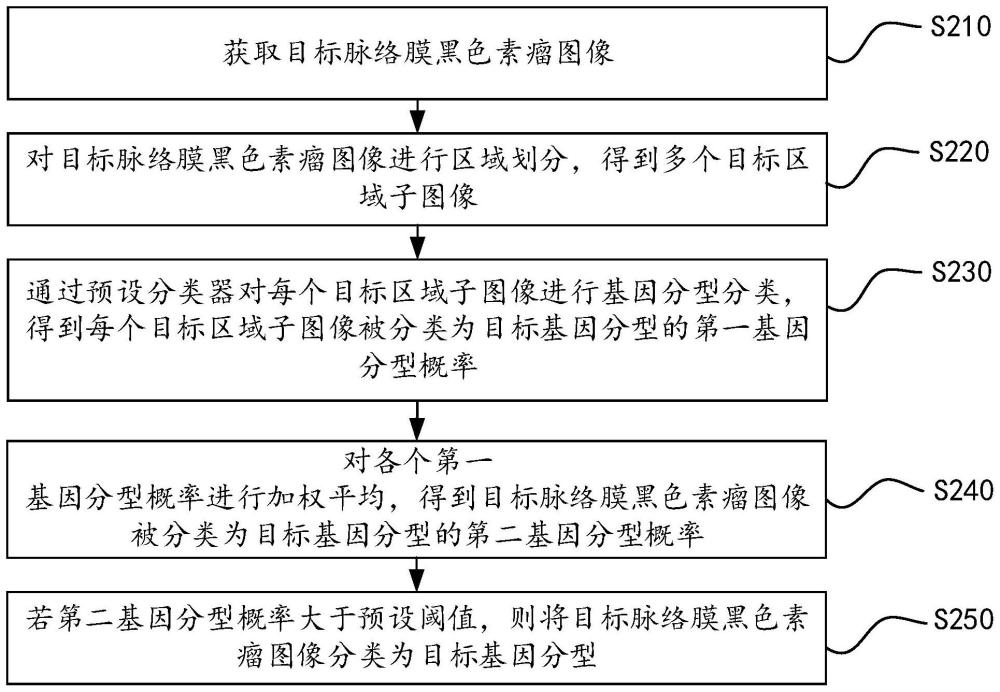 脉络膜黑色素瘤的基因分型方法和装置、设备及介质