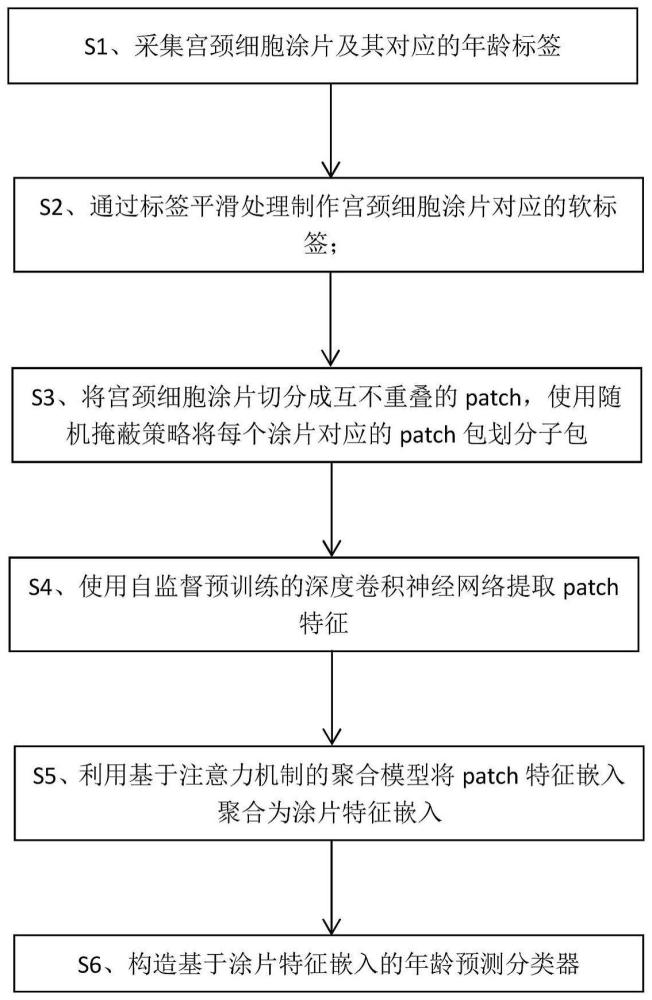 一种基于多示例学习和软标签的宫颈细胞涂片年龄评估方法及系统与流程