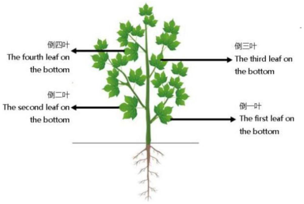 一种滴灌棉田棉叶棉蚜数量光谱快速监测模型的构建方法