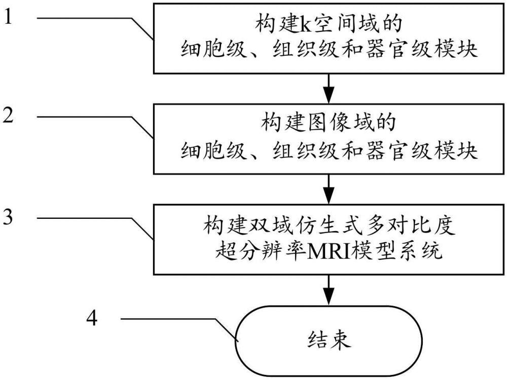 双域仿生式多对比度超分辨率MRI模型构建方法