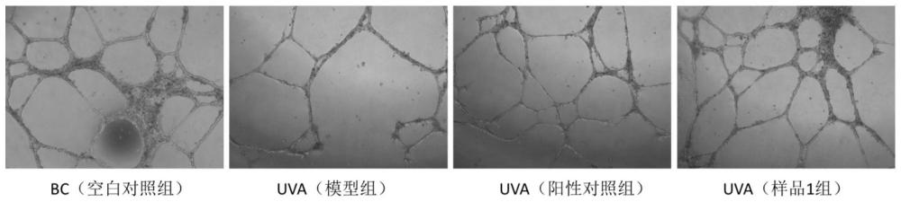 一种评价化妆品原料修护功效的血管模型构建方法及其应用与流程