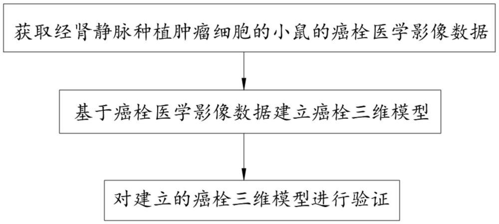 一种基于医学影像数据分析的肾肿瘤及癌栓造模方法与流程