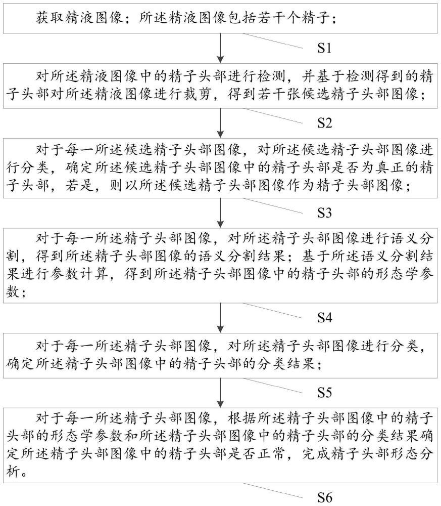 一种精子头部形态分析方法、精子形态分析方法及系统