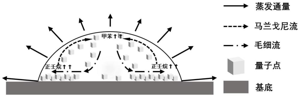 钙钛矿量子点薄膜的制备方法及钙钛矿量子点薄膜