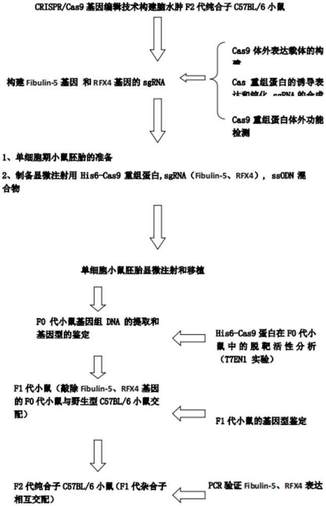 CRISPR/case9系统基因编辑构建脑出血性脑水肿动物模型的制作方法