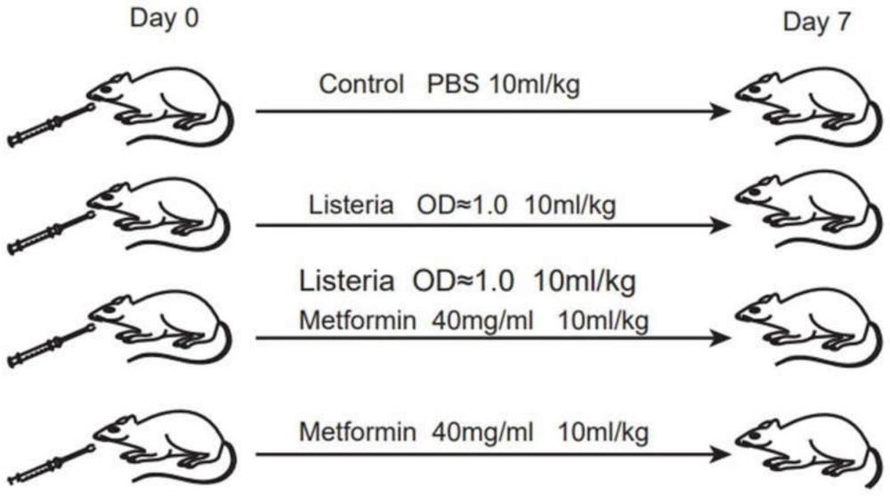二甲双胍在制备治疗李斯特菌诱导的肠道炎症的药物中的应用