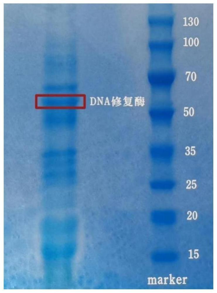 一种DNA修复酶提取方法与流程