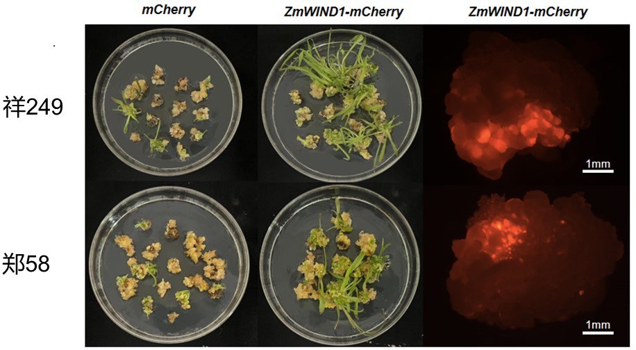 ZmWIND1基因在提高玉米遗传转化效率中的应用的制作方法