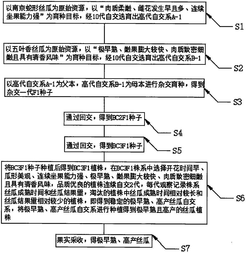 一种极早熟、高产丝瓜的选育方法