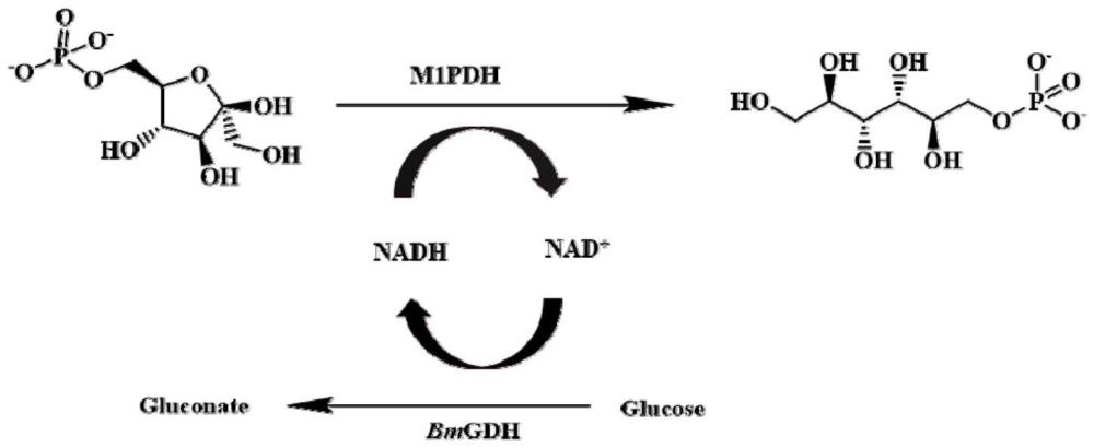 甘露醇-1-磷酸脱氢酶突变体及其应用