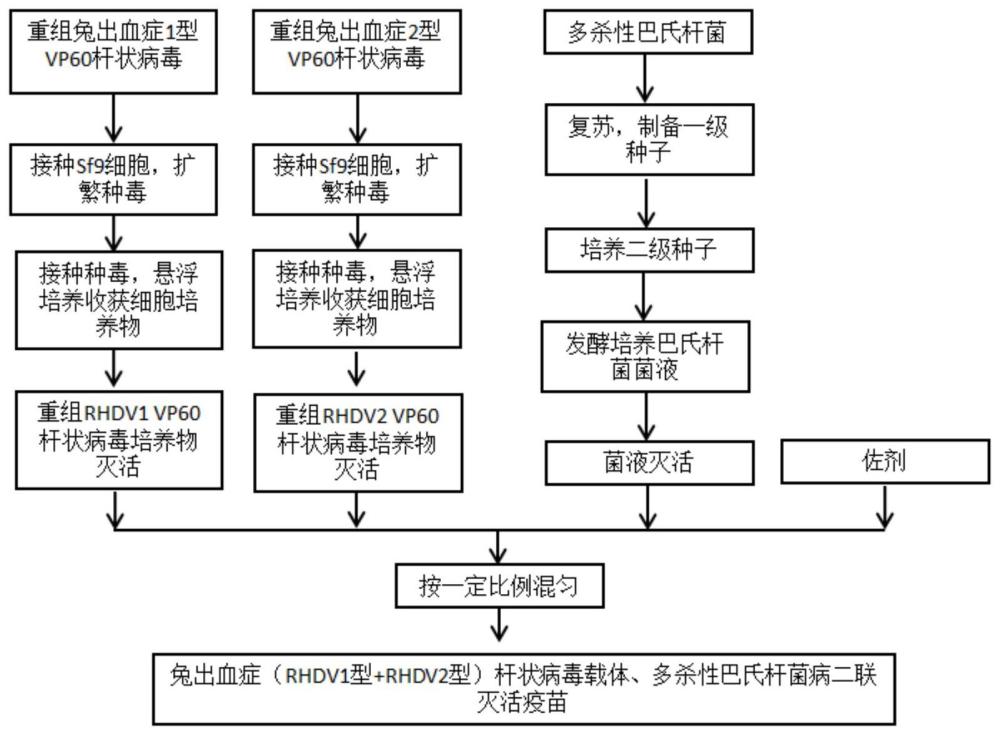 兔出血症杆状病毒载体、多杀性巴氏杆菌病二联灭活疫苗及其制备方法与流程