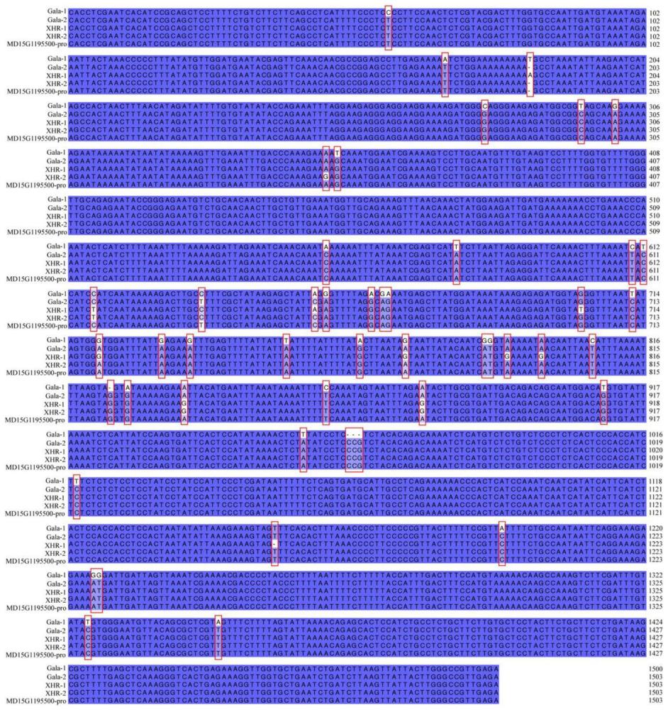 一种鉴定苹果果糖含量的dCAPS分子标记及应用