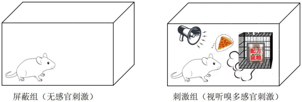 一种创伤大鼠多感官刺激模型的构建方法