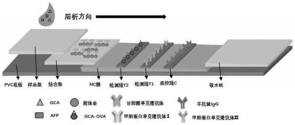 同时检测甲胎蛋白与甘胆酸的免疫层析试纸条及其制备方法