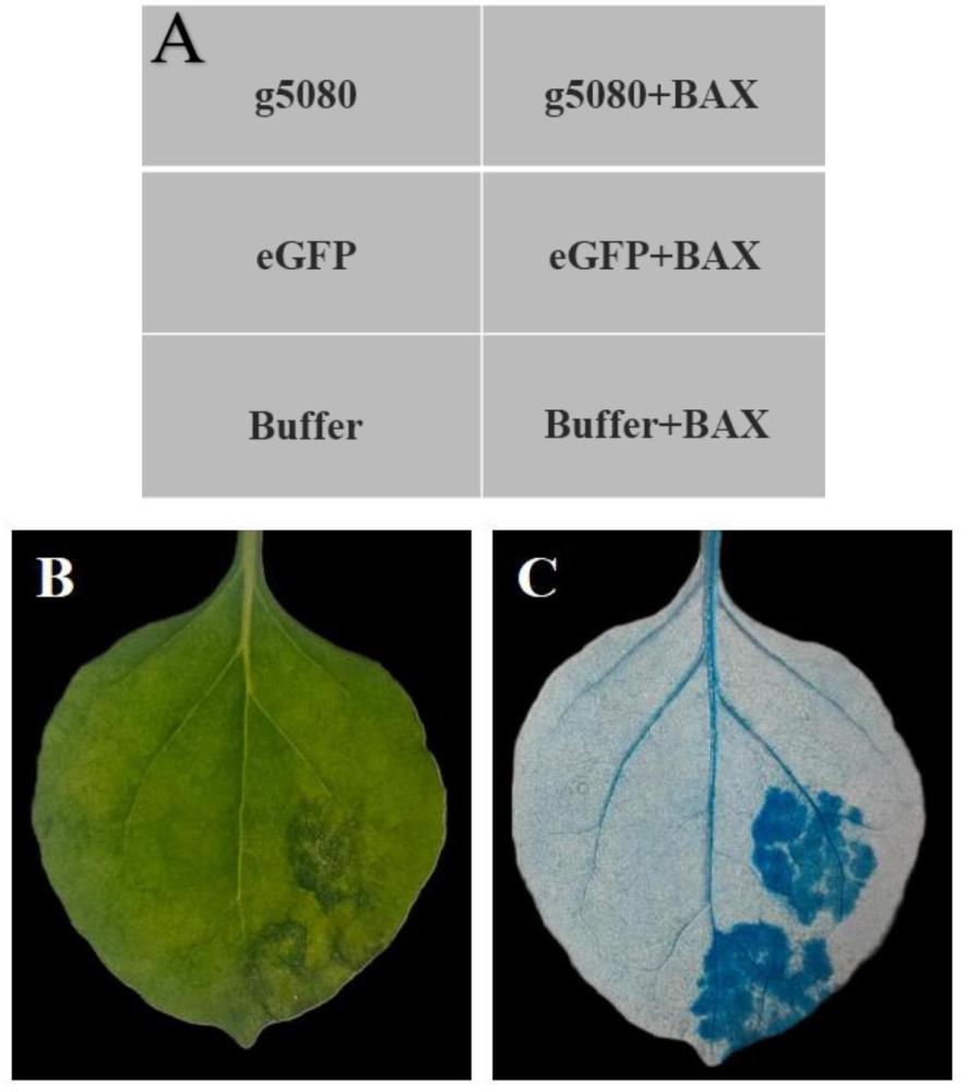 小麦光腥黑粉菌效应蛋白基因g5080