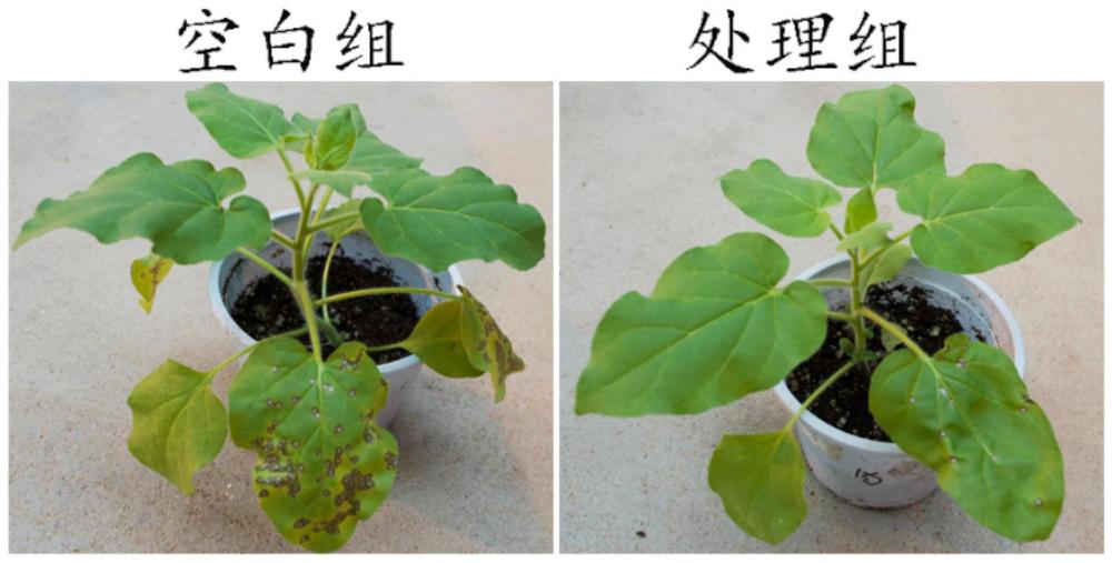 一种枸杞多糖抗植物病毒剂及其制备方法和应用