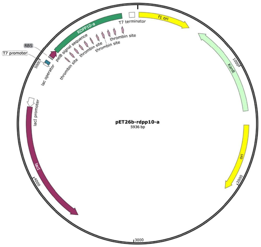 一种促进植物根系发育的新型小肽RDPP的生物发酵生产方法