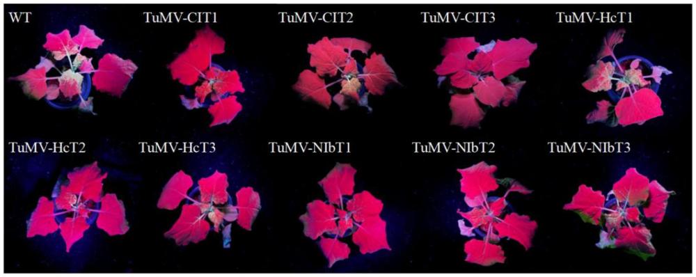 一种干扰植物病毒的CasRx及其制备方法、重组表达载体、重组菌