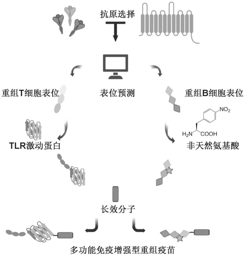 一种多功能免疫增强型重组疫苗及其构建方法