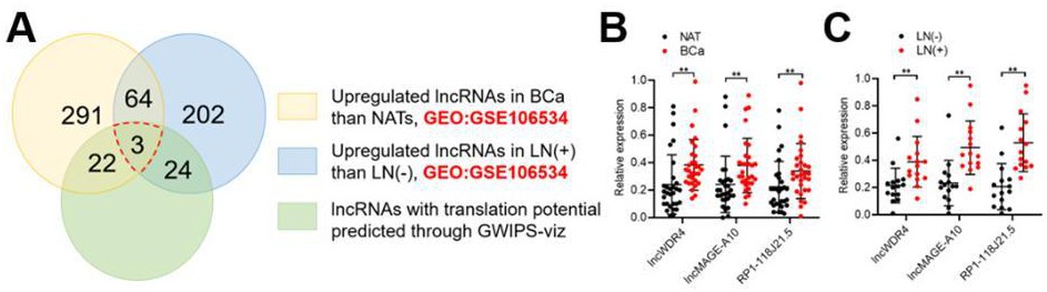 lncRNAMAGE-A10编码短肽调控膀胱癌淋巴转移及患者靶向治疗中的应用