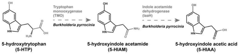 来自微生物的色氨酸2-单加氧酶和吲哚乙酰胺脱氢酶的应用