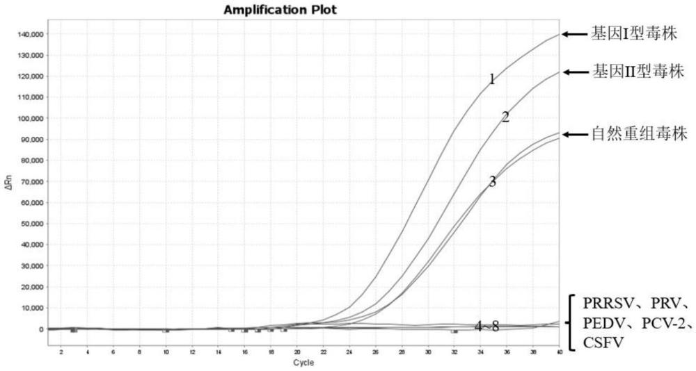 可鉴别非洲猪瘟病毒基因I型、II型以及自然重组毒株的引物探针组合及其应用