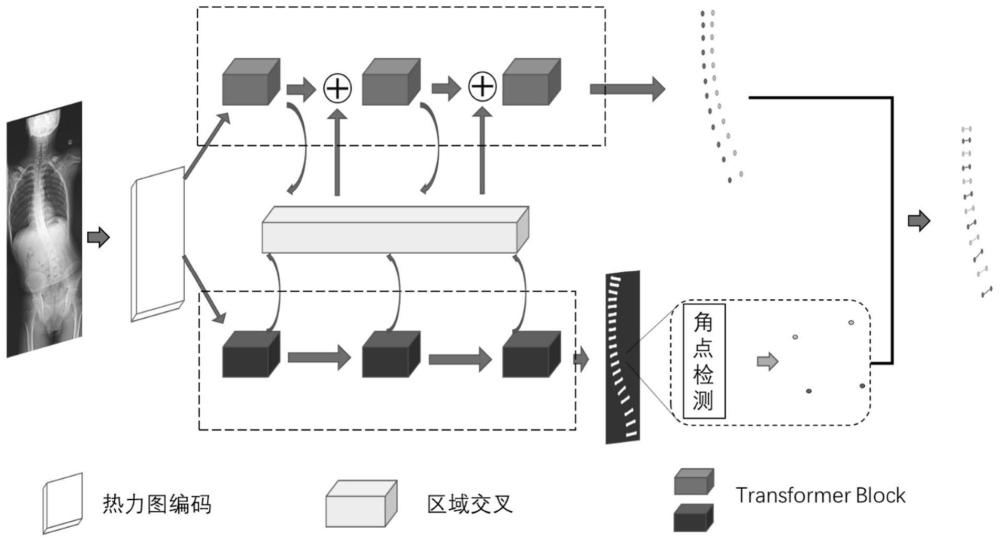 一种基于区域交叉的脊柱侧弯智能评估方法、装置及设备与流程
