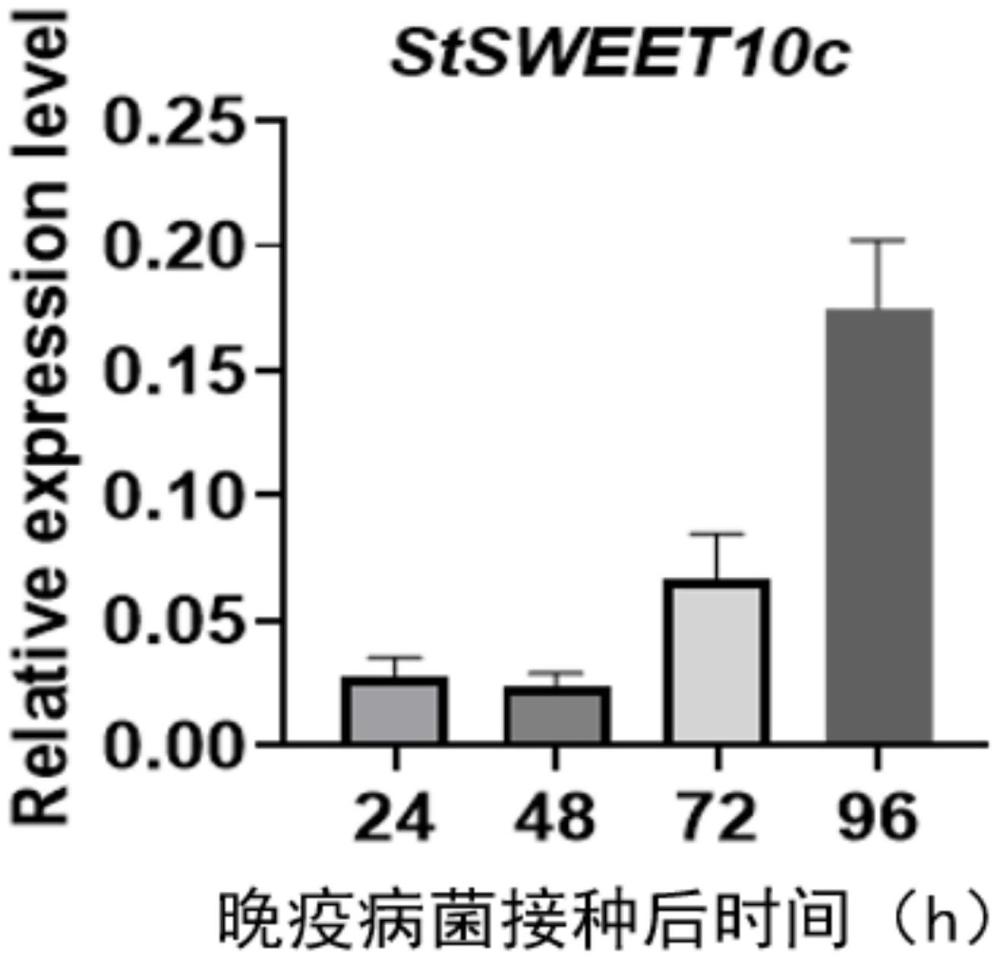 马铃薯糖转运蛋白基因StSWEET10c在改良马铃薯晚疫病抗性中的应用