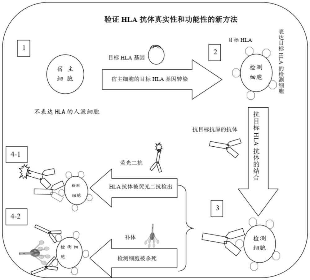 验证HLA抗体真实性和功能性的新方法及试剂盒与流程