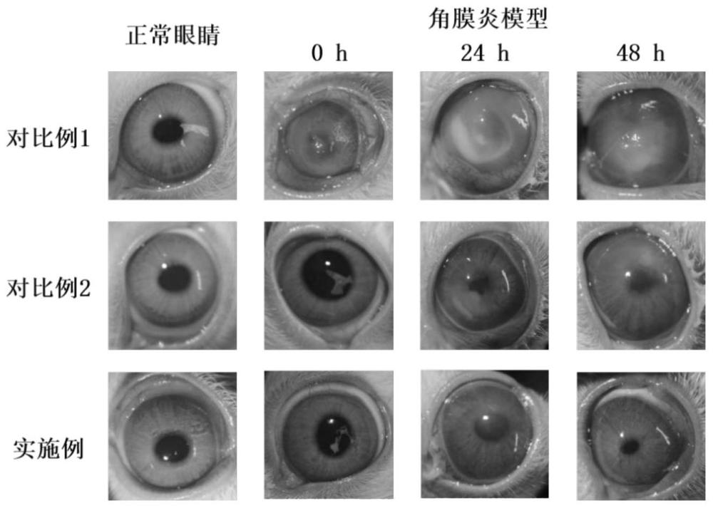 一种两性离子可涂抹敷料及其制备方法与应用