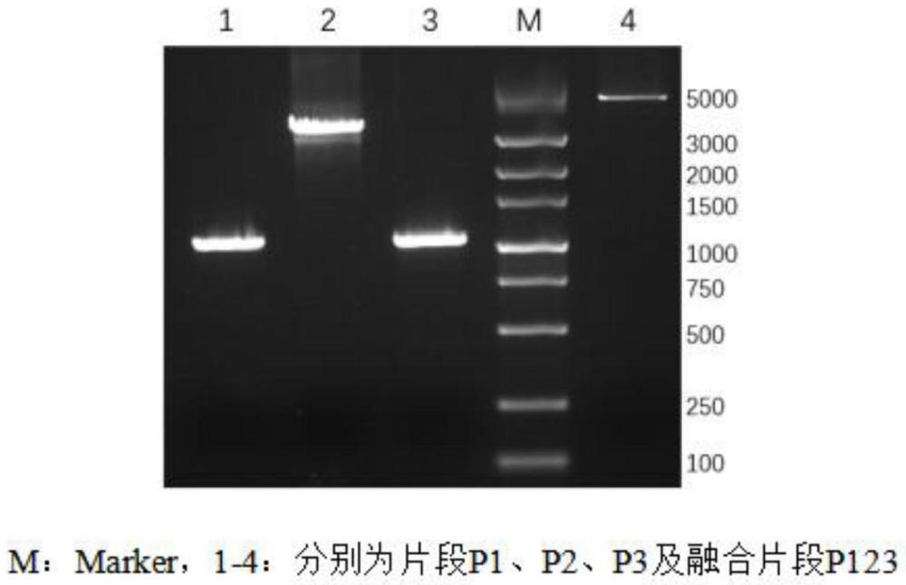 一种利用cre-lox系统构建毕赤酵母菌株的方法与流程