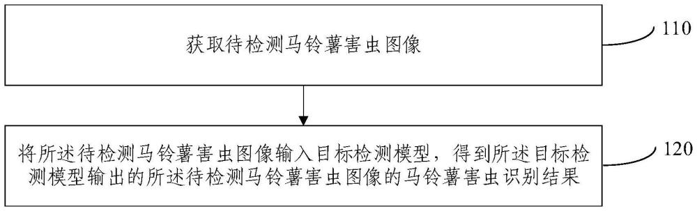 马铃薯害虫图像识别方法及装置