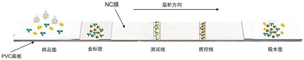 一种犬种布鲁菌胶体金抗体检测试纸条和检测卡