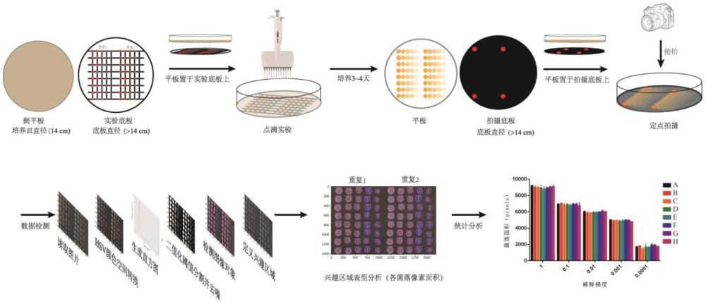 一种酵母菌落面积表型的高通量检测方法及存储介质