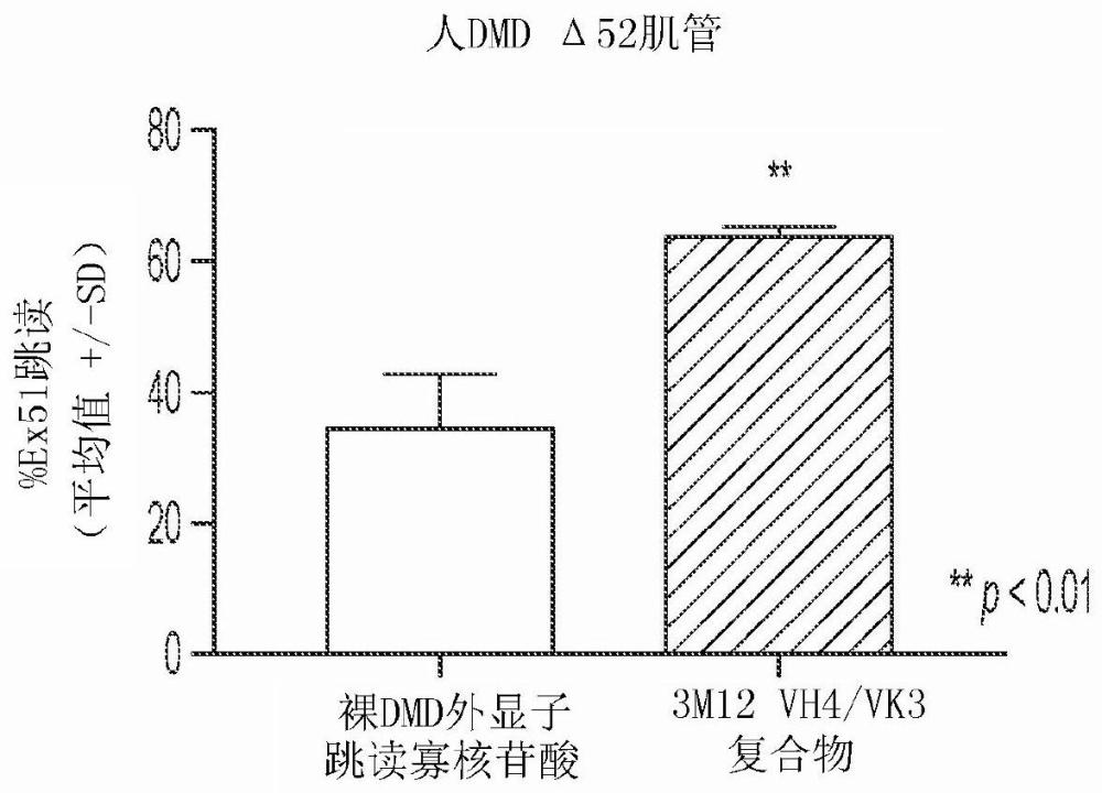 肌肉靶向复合物及其用于治疗肌养蛋白病的用途的制作方法