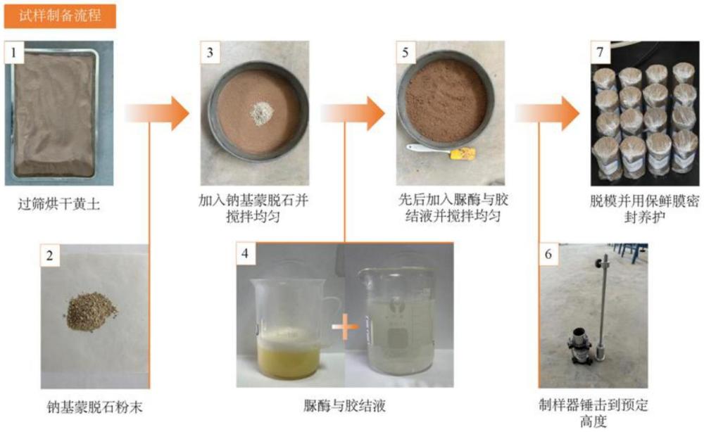 一种基于植物脲酶诱导加固黄土的方法