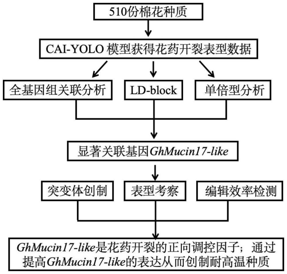 一种棉花高温响应基因GhMucin17-like、编码蛋白及其应用