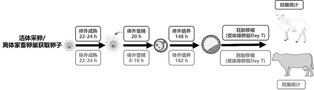 一种提高卵子体外成熟质量及体外受精后胚胎妊娠率的组合物、方法及其应用